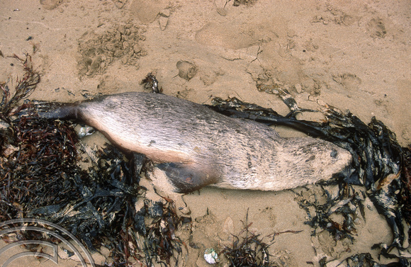 T8494. Dead seal. Anglesea. Australia. January 1999.