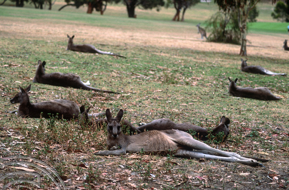 T8533. Kangeroos on the golf course. Anglesea. Australia. 3rd January 1999.