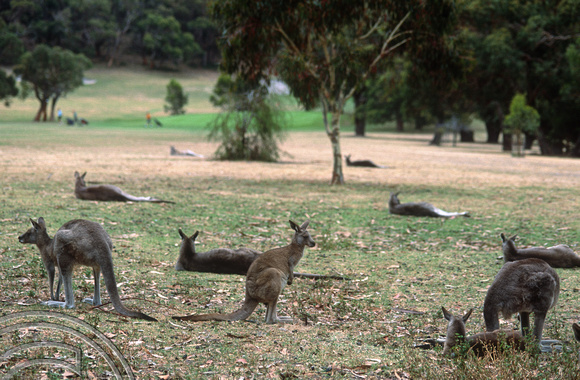 T8537. Kangeroos on the golf course. Anglesea. Australia. 3rd January 1999.