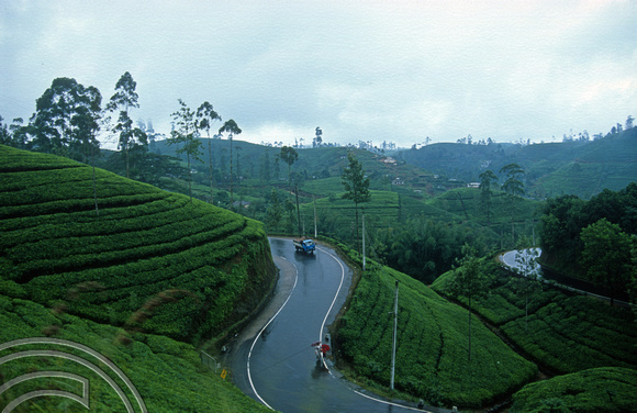 FR0900. Tea plantations seen from the Podi Menike to Badulla. Rozella. Hill railway. Sri Lanka. 06.01.2003