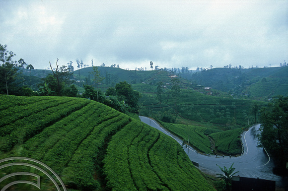 FR0902. Tea plantations seen from the Podi Menike to Badulla. Hatton. Hill railway. Sri Lanka. 06.01.2003