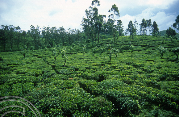 FR0904. Tea plantations seen from the Podi Menike to Badulla. Kotagala. Hill railway. Sri Lanka. 06.01.2003