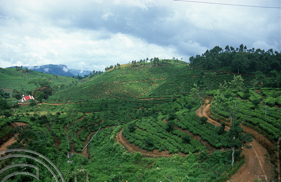 FR0905. Tea plantations seen from the Podi Menike to Badulla. Kotagala. Hill railway. Sri Lanka. 06.01.2003