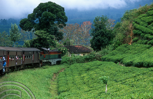 FR0910. No 795. Tea plantations seen from the Podi Menike to Badulla. Kotagala. Hill railway. Sri Lanka. 06.01.2003