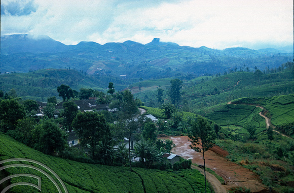 FR0920. Tea plantations seen from the Podi Menike to Badulla. Watagoda. Hill railway. Sri Lanka. 06.01.2003