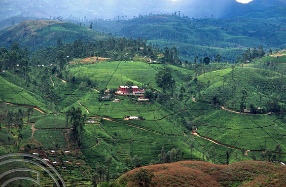 FR0923. Tea plantations seen from the Podi Menike to Badulla. Great Western. Hill railway. Sri Lanka. 06.01.2003