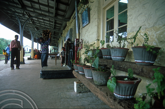 FR0940. Potted plants at the station. Haputale. Hill railway. Sri Lanka. 08.01.2003