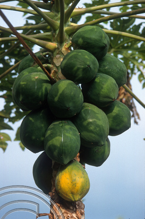 T7780. Growing Papaya. Moni. Flores. Indonesia. September 1998