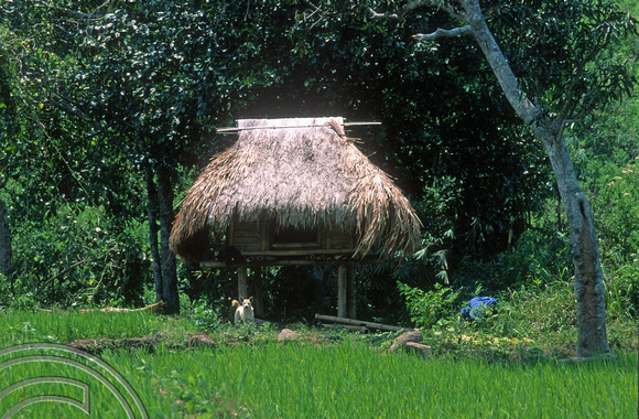T7808. Shelter in a rice paddy. Moni. Flores. Indonesia. September 1998