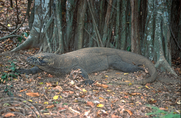 T7860. Komodo dragon.  Komodo Island. Indonesia. September 1998