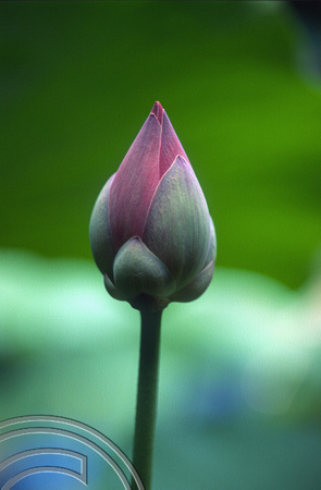 T7898. Unopened Lotus flower. Kuta. Bali. Indonesia. 8th October 1998