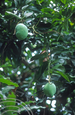T7906. Growing mango's. Lovina. Bali. Indonesia. 13th October 1998