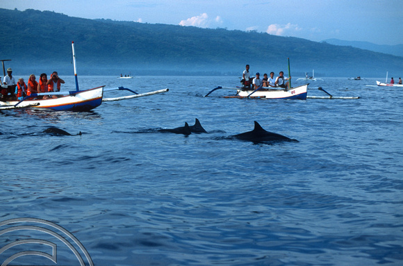 T7935. Dolphin watching. Lovina. Bali. Indonesia. 15th October 1998