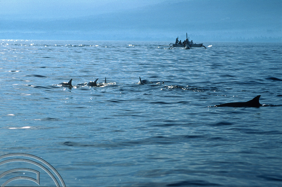 T7939. Dolphin watching. Lovina. Bali. Indonesia. 15th October 1998