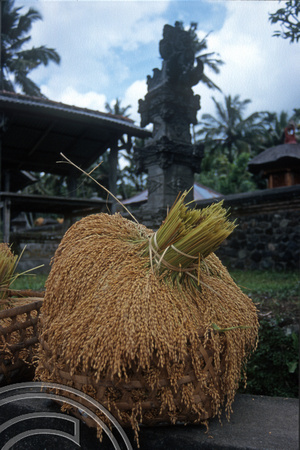 T7949. Rice freshly harvested. Tirtagangga. Bali. Indonesia. 16th October 1998