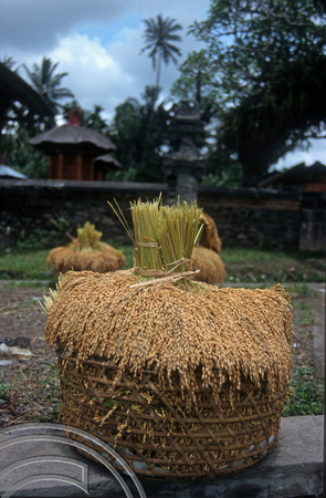 T7950. Rice freshly harvested. Tirtagangga. Bali. Indonesia. 16th October 1998