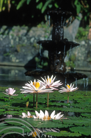 T8022. Lotus flowers in the water palace. Tirtagangga. Bali. Indonesia. 23rd October 1998