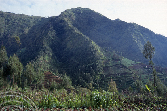 T8212. Local landscape. Mount Bromo. Java. Indonesia. 19th November 1998