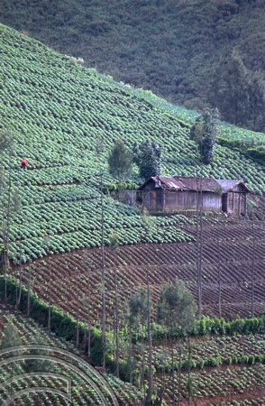 T8215. Local landscape. Mount Bromo. Java. Indonesia. 19th November 1998