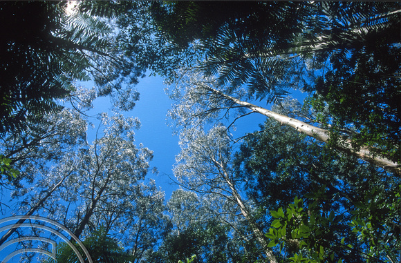 T8690. Looking up through the trees. William Ricketts Sanctuary. Australia. January 1999