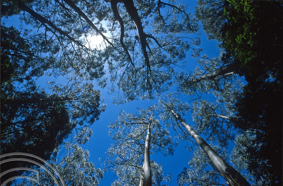 T8691. Looking up through the trees. William Ricketts Sanctuary. Australia. January 1999