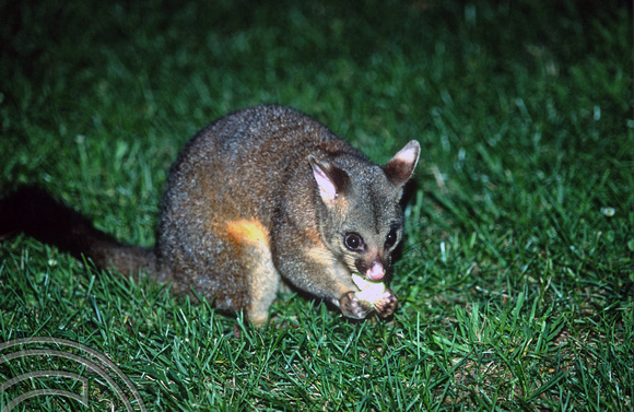 T8697. Possum. Melbourne. Victoria. Australia. January 1999