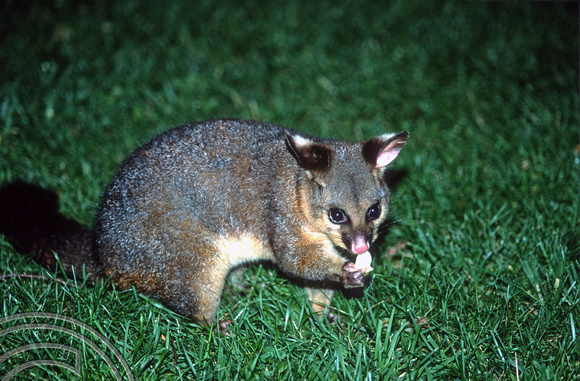 T8698. Possum. Melbourne. Victoria. Australia. January 1999