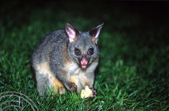 T8701. Possum. Melbourne. Victoria. Australia. January 1999