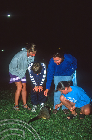 T8707. Feeding a Possum. Melbourne. Victoria. Australia. January 1999