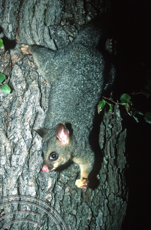 T8709. Possum on a tree. Melbourne. Victoria. Australia. January 1999