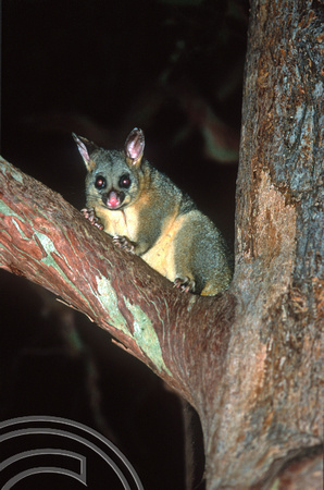 T8711. Possum on a tree. Melbourne. Victoria. Australia. January 1999