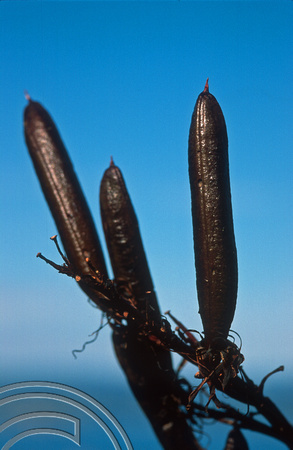 T8761. Wattle seedpods. Wellington. North Island. New Zealand.  5th February 1999
