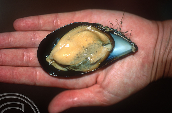 T8772. Fresh Green-lipped Mussel. Kenepuru Sound. Sound. South Island. New Zealand.  7th February 1999