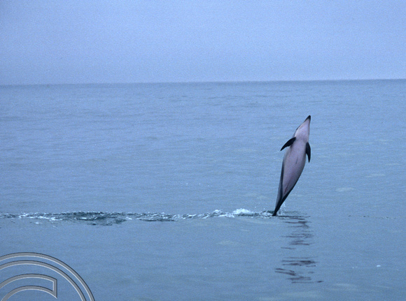 T8848. Dusky Dolphin leaping. Kaikoura. South Island. New Zealand. 11th February 1999