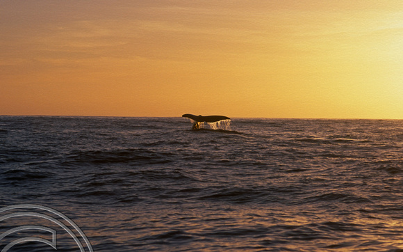 T8795. Sperm whale. Kaikoura. South Island. New Zealand. 12th February 1999