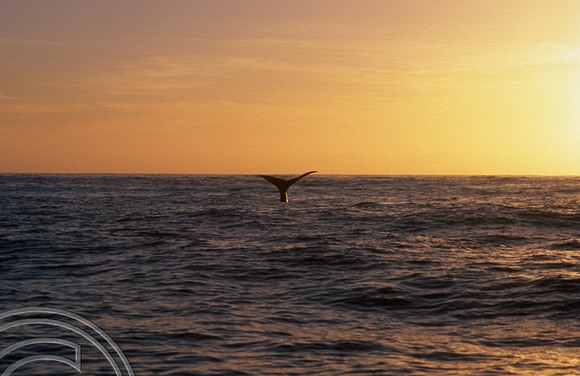 T8796. Sperm whale. Kaikoura. South Island. New Zealand. 12th February 1999