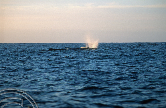 T8798. Sperm whale. Kaikoura. South Island. New Zealand. 12th February 1999