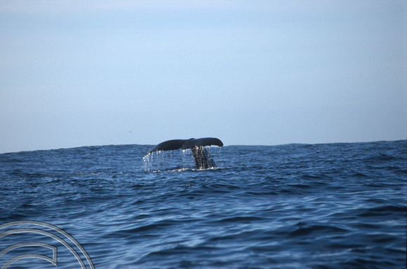 T8807. Sperm whale. Kaikoura. South Island. New Zealand. 12th February 1999