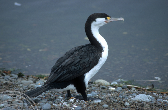 T8822. Bird on the beach. Kaikoura. South Island. New Zealand. 13th February 1999