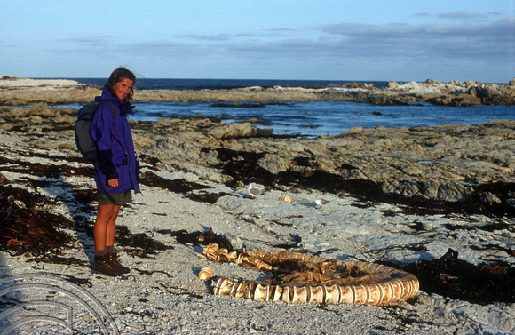 T8833. Lynn and skeletal remains. Kaikoura. South Island. New Zealand. 11th February 1999