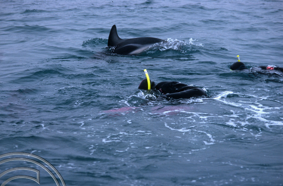 T8845. Swimming with Dusky Dolphin follows the boat. Kaikoura. South Island. New Zealand. 11th February 1999
