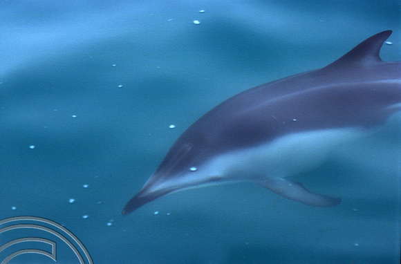 T8853. Dusky Dolphin. Kaikoura. South Island. New Zealand. 11th February 1999