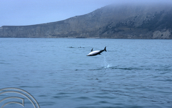 T8851. Dusky Dolphin leaping. Kaikoura. South Island. New Zealand. 11th February 1999
