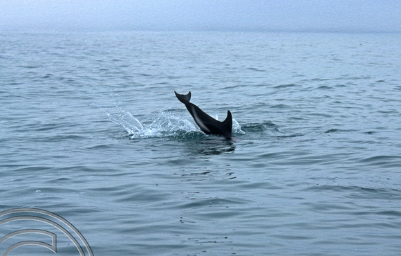 T8854. Dusky Dolphin. Kaikoura. South Island. New Zealand. 11th February 1999
