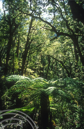 T9025. Ferns. Milford valley. Fjordland. South Island. New Zealand. 25th February 1999