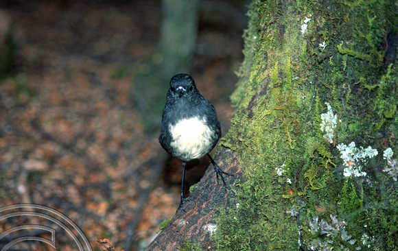 T9067. South Island Robin.  (Petroica australis). Fjordland. South Island. New Zealand. 26th February 1999