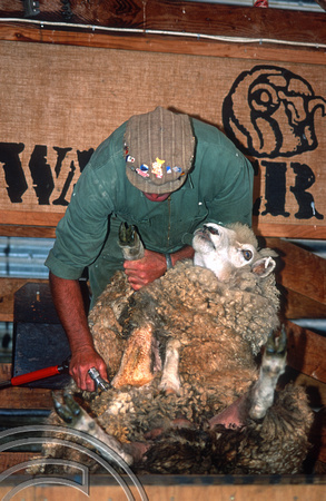 T9072. Sheep shearing. Queenstown. South Island. New Zealand. 27th February 1999