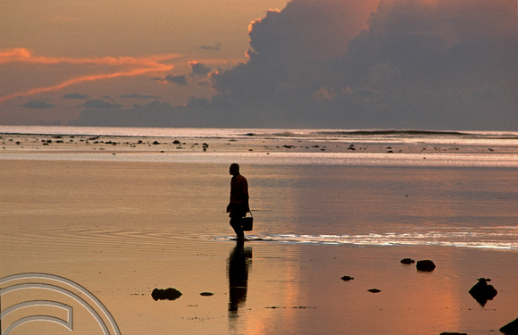 T9098. Looking for shellfish at sunset. Beach House. Viti Levu. Fiji. 7th March 1999