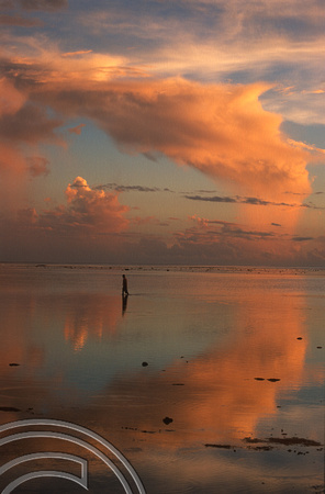 T9112. Looking for shellfish at sunset. Beach House. Viti Levu. Fiji. 7th March 1999