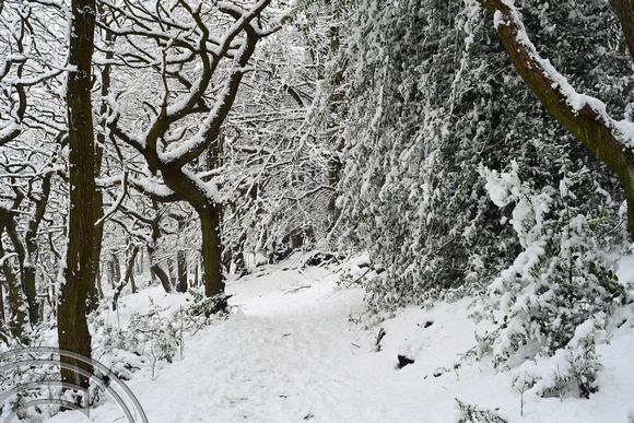 DG347052. Trees in the snow. Scarr Wood. Halifax. 2.2.2021.